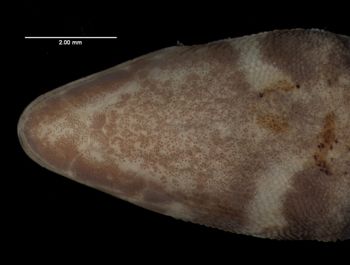Media type: image;   Herpetology R-57341